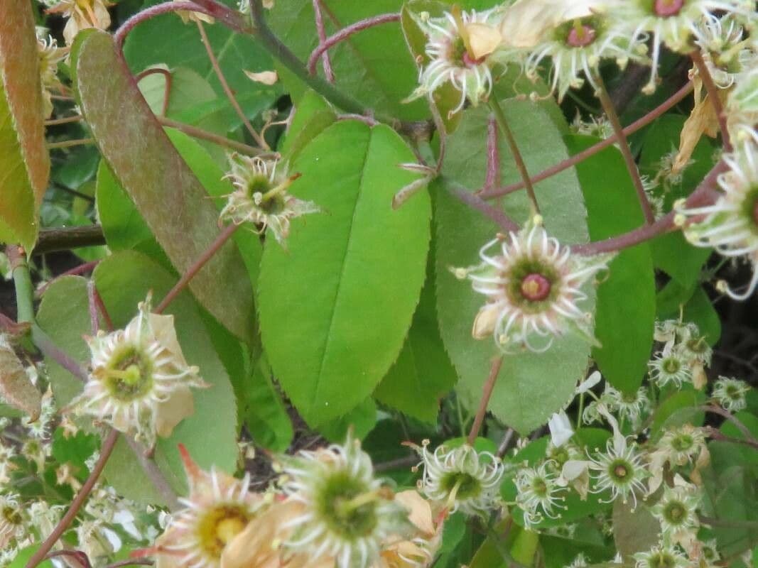 juneberry 17