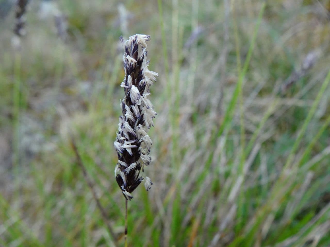 Blue moor grass 8