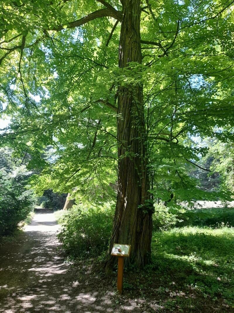 Katsura tree 27