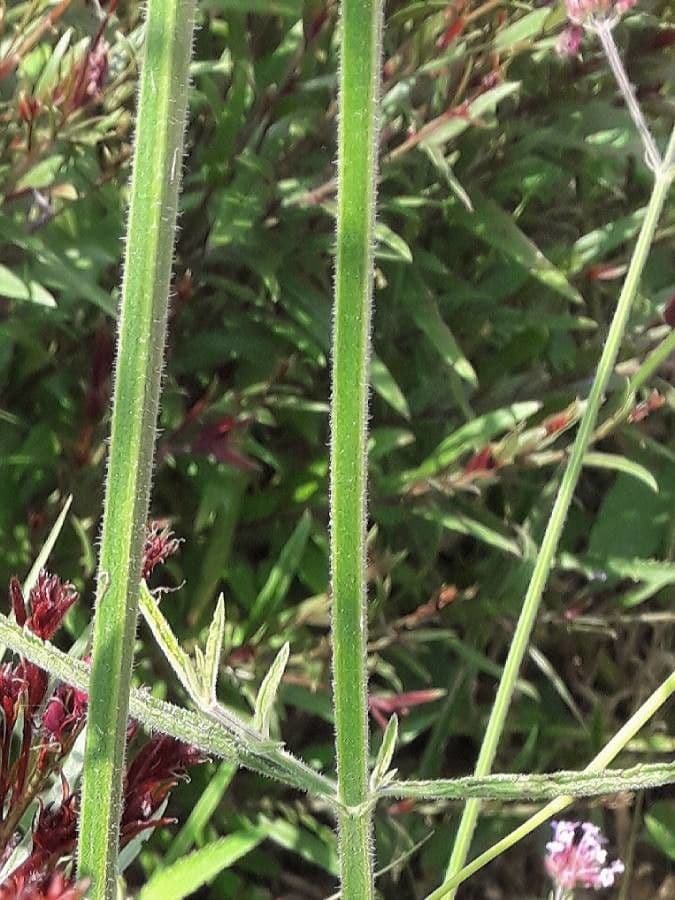 Argentine vervain 22