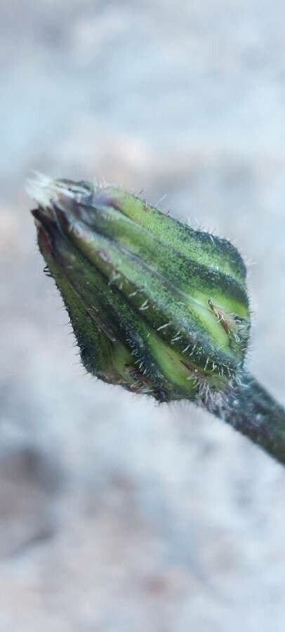 Hairy hawkbit 23