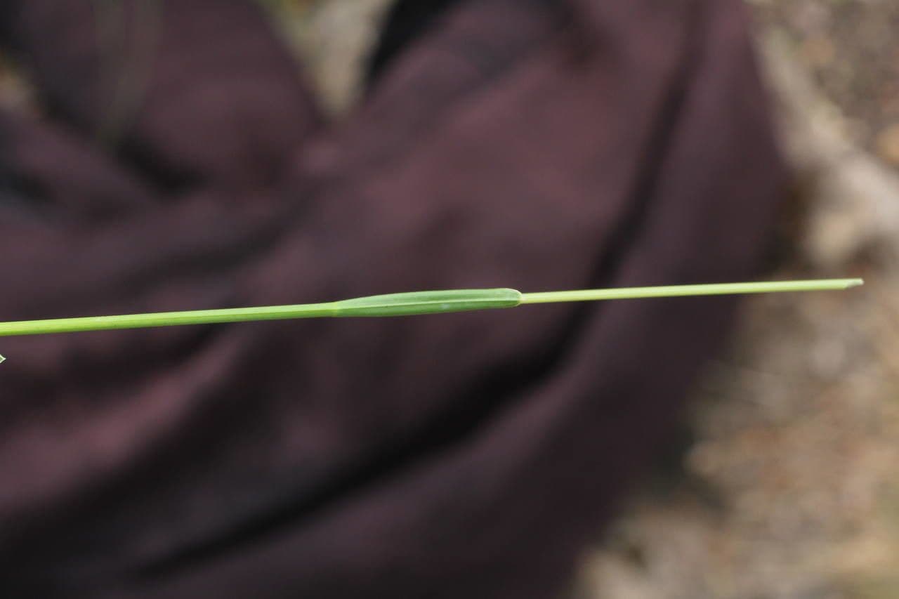 Blue moor grass 24