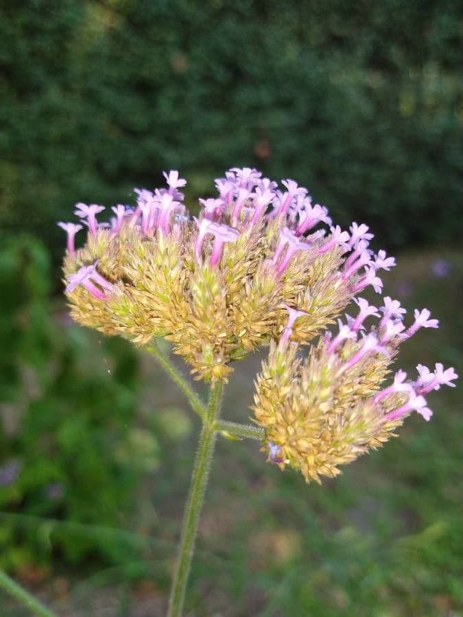 Argentine vervain 5