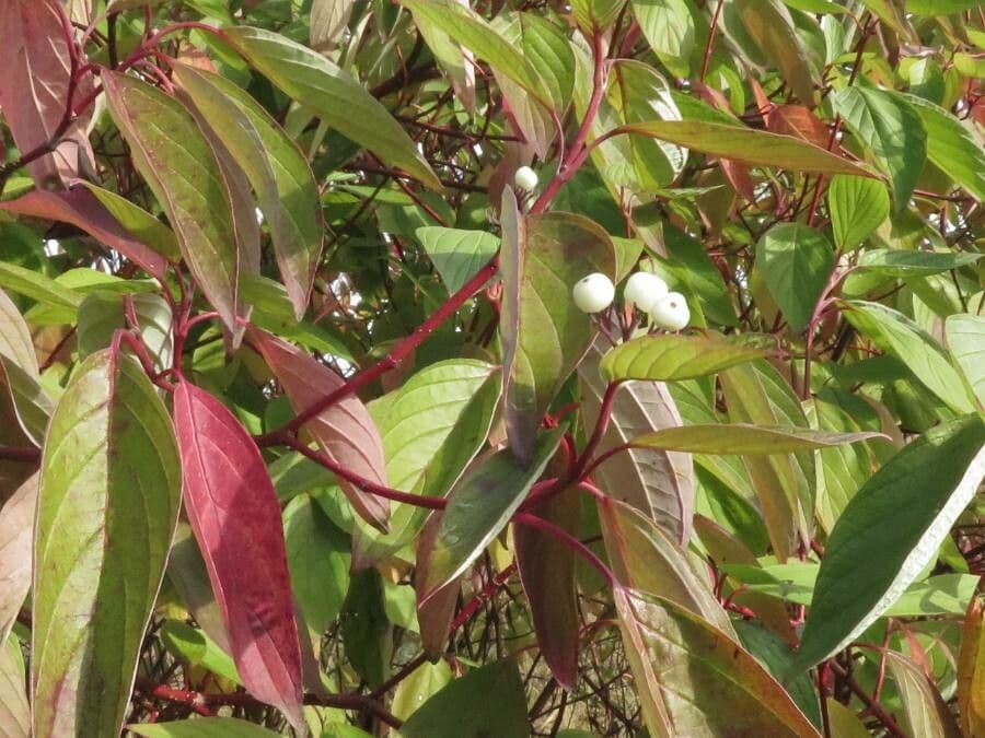 Red-osier dogwood 18