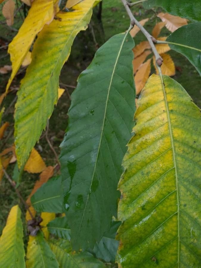 European chestnut 20