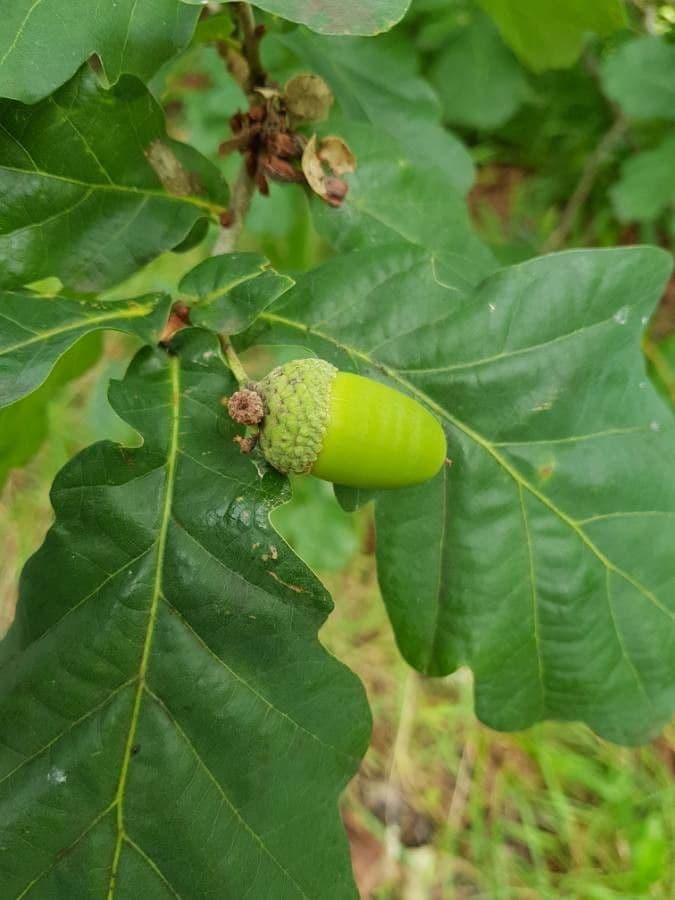 Pedunculate oak 4