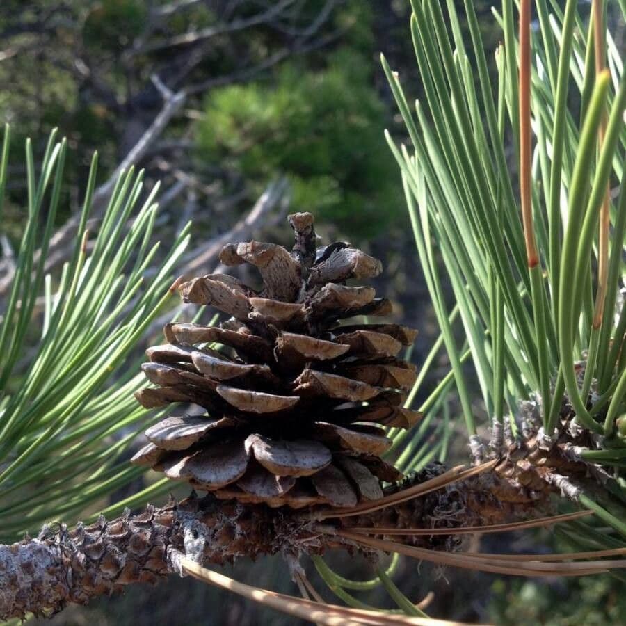 Northern pitch pine
