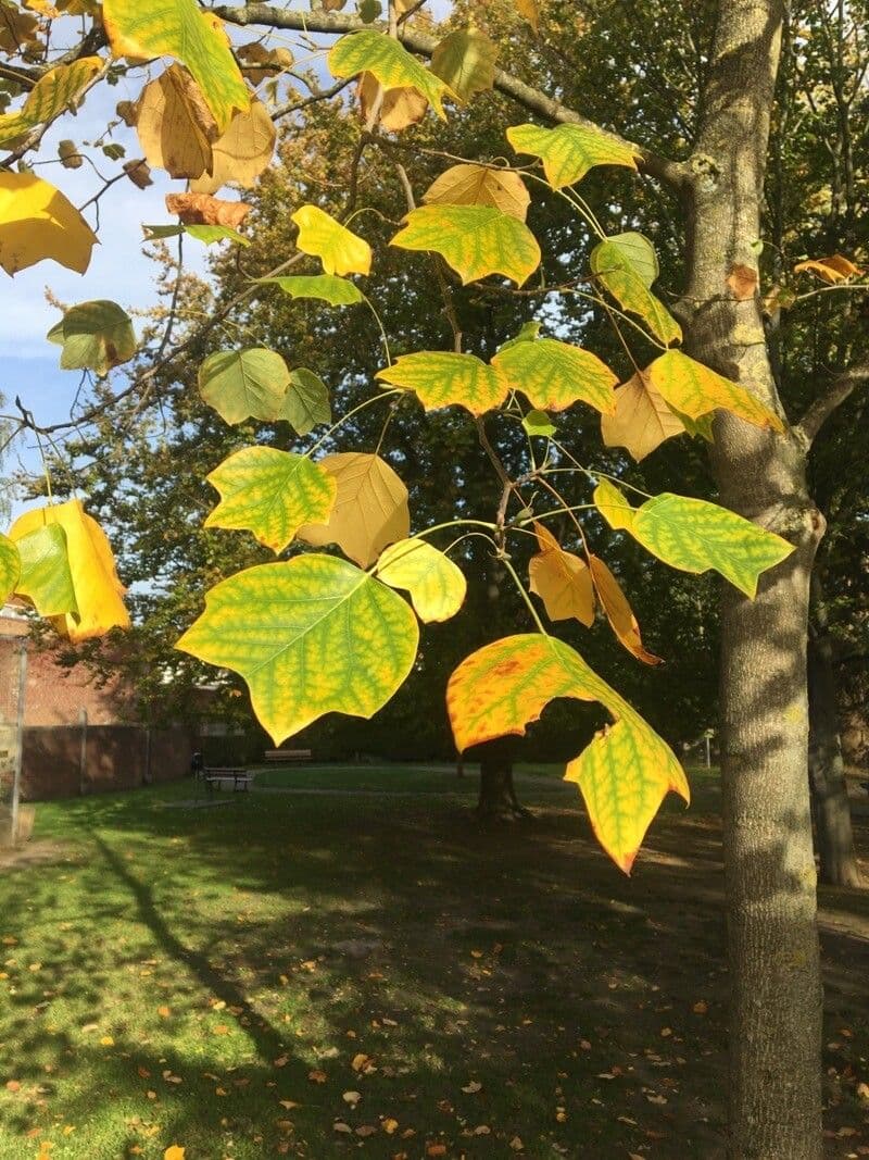 Chinese tuliptree 3