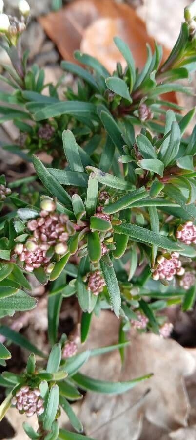 Evergreen candytuft 20
