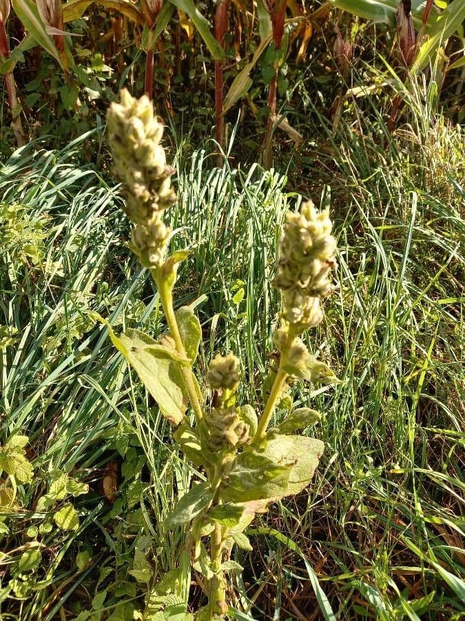 Dense-flower mullein 4