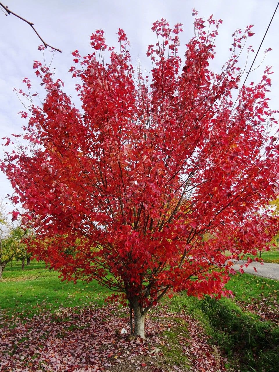 Red maple 11