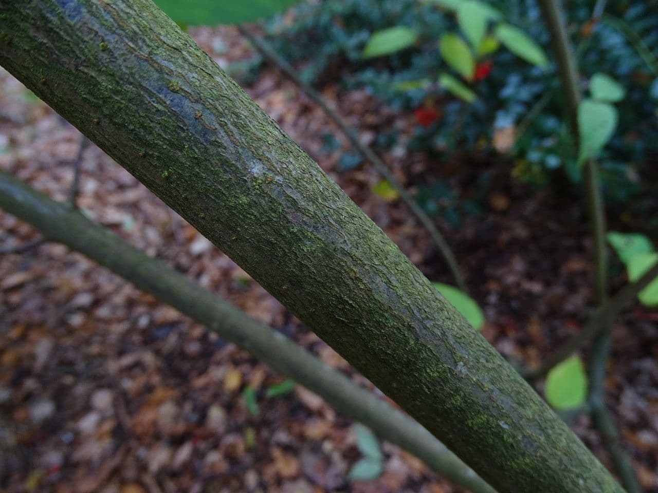 Tea-leaf viburnum 13