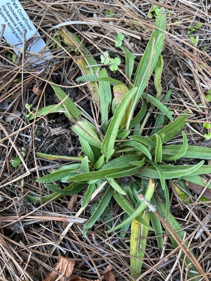 Pale echinacea 16