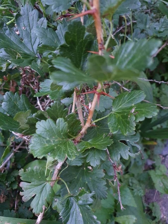 European Gooseberry 17