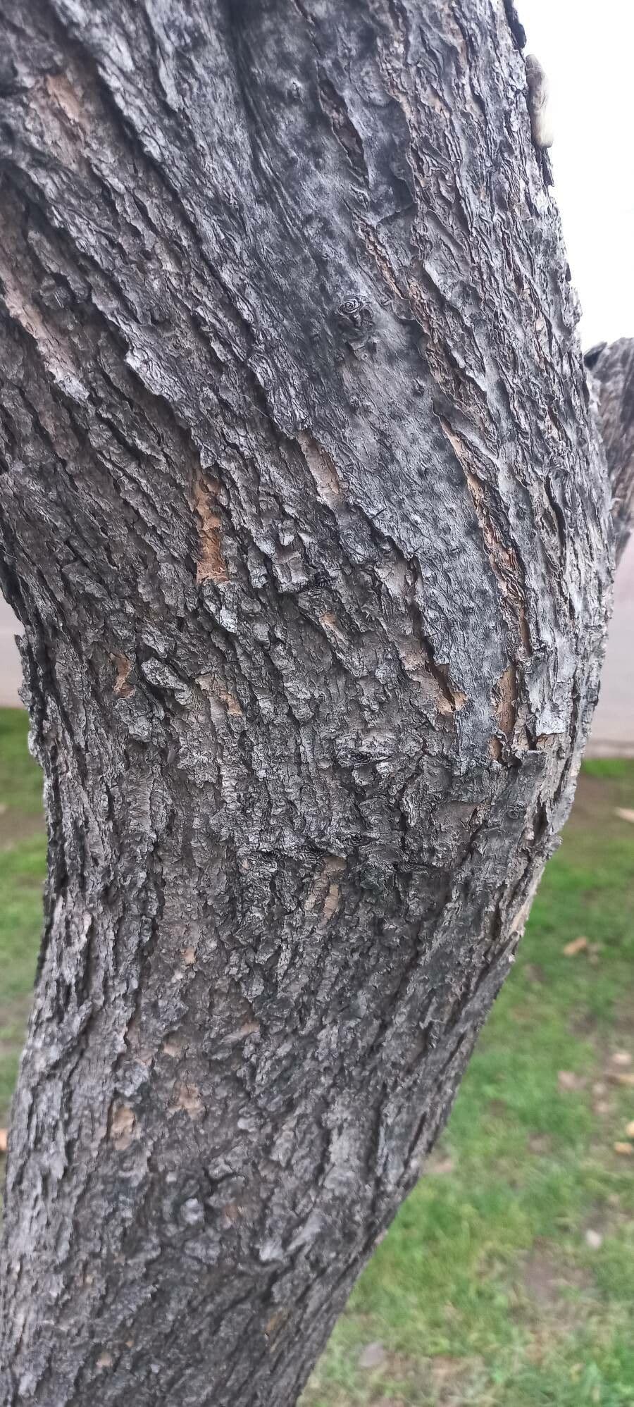 Chinese catalpa 24