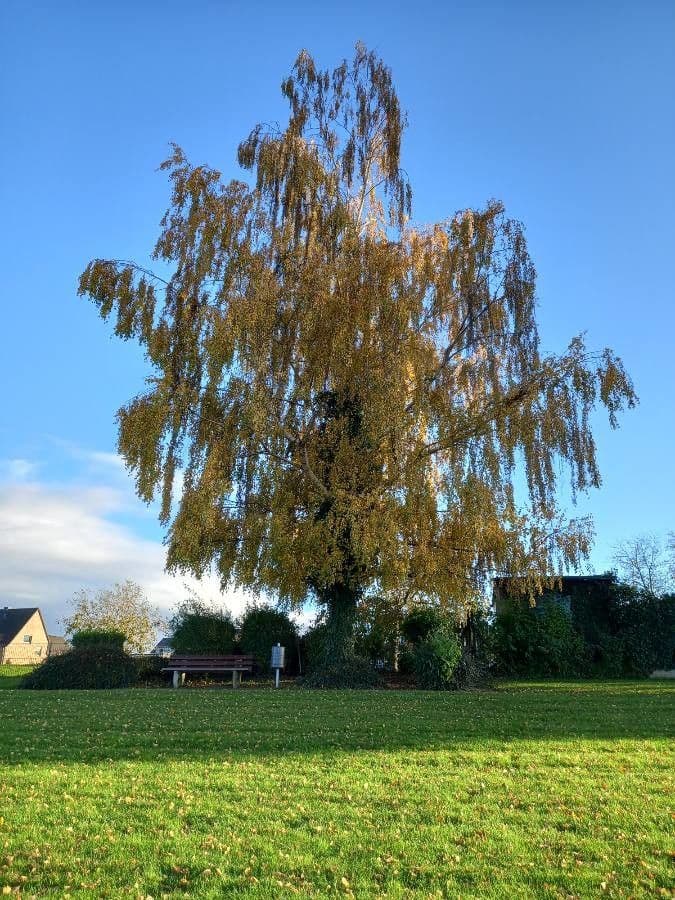 European white birch 11