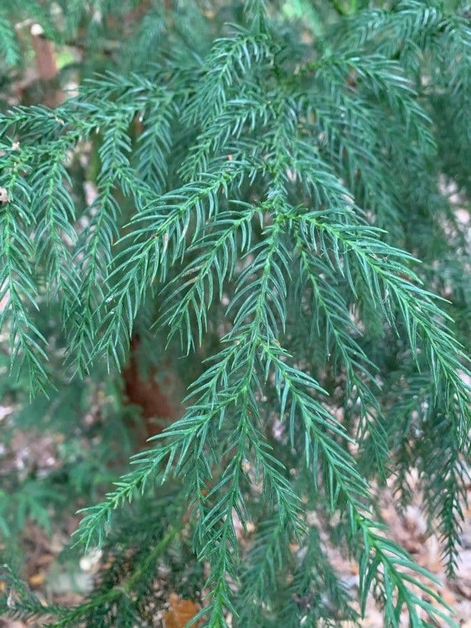 Japanese red-cedar 20