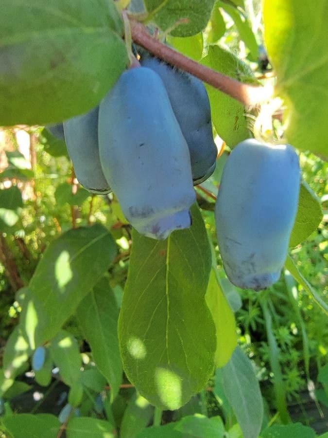 Blue honeysuckle 5