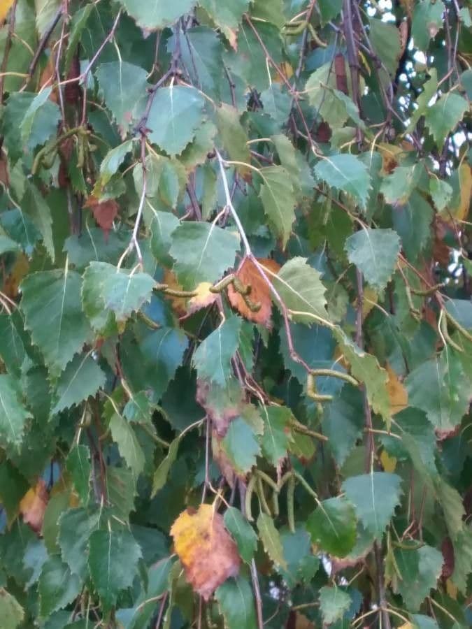 European white birch 16