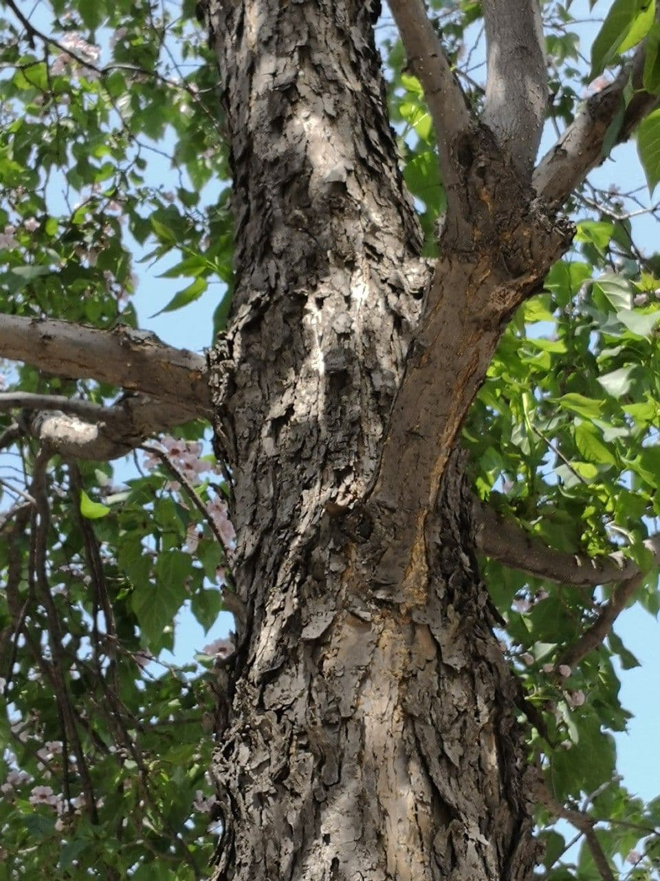 Manchurian catalpa 18