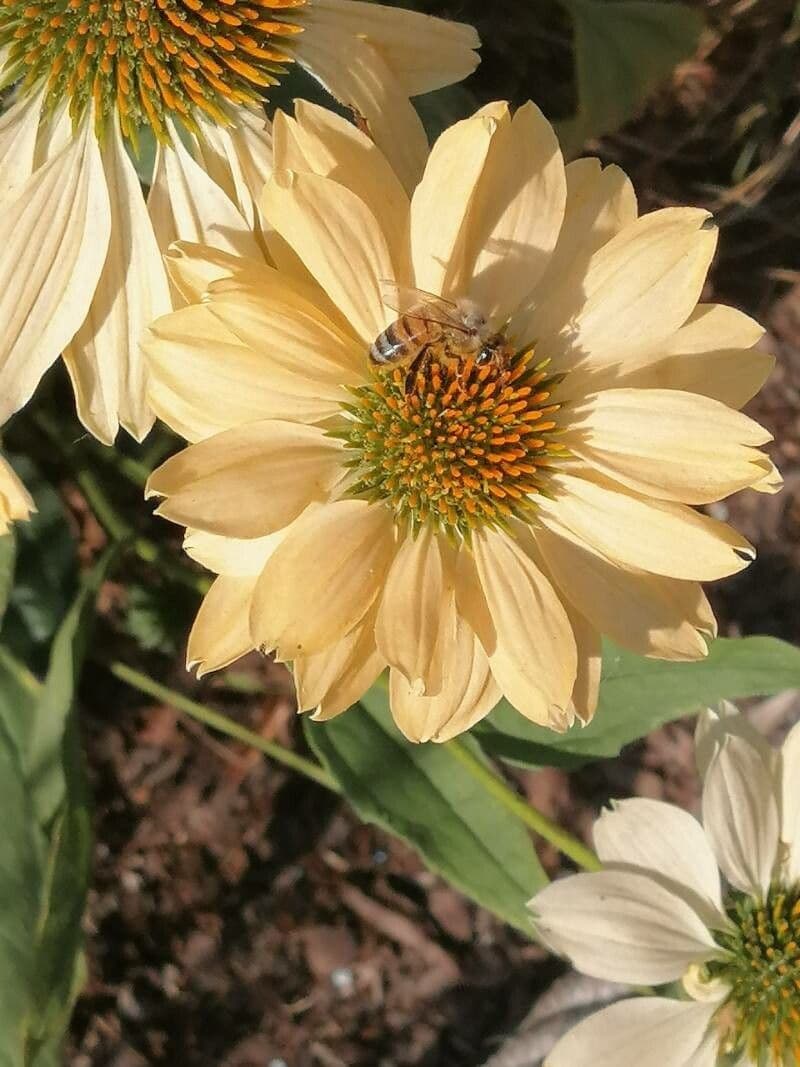 Eastern purple-coneflower 29