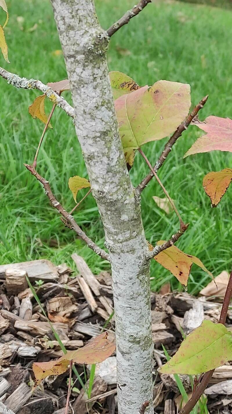 sweet gum 7