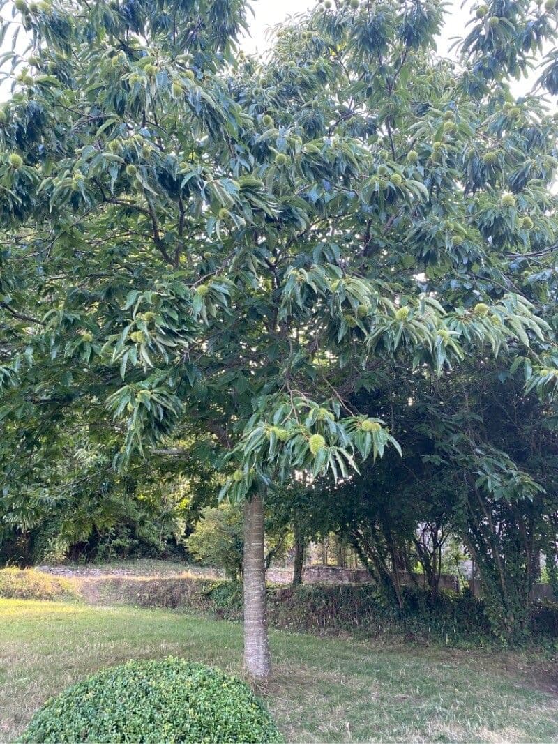 Japanese chestnut 2