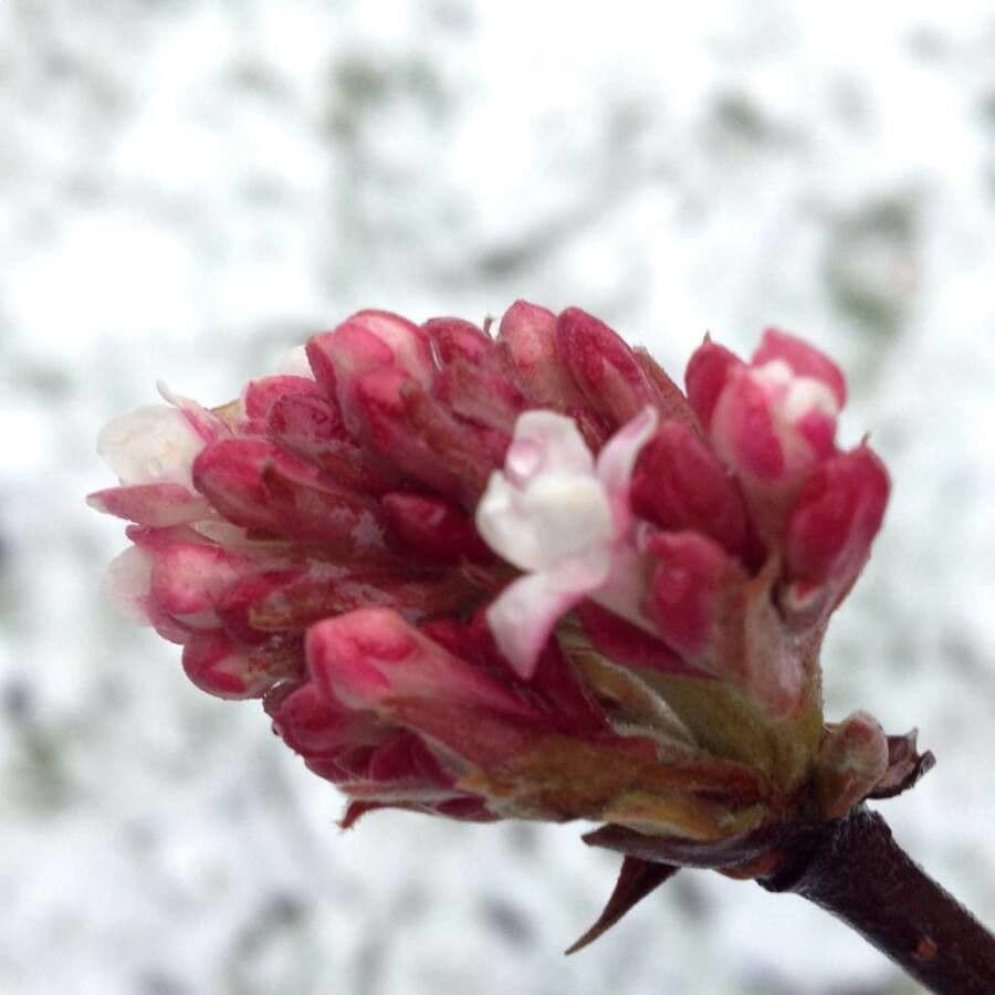 Culver's root 6