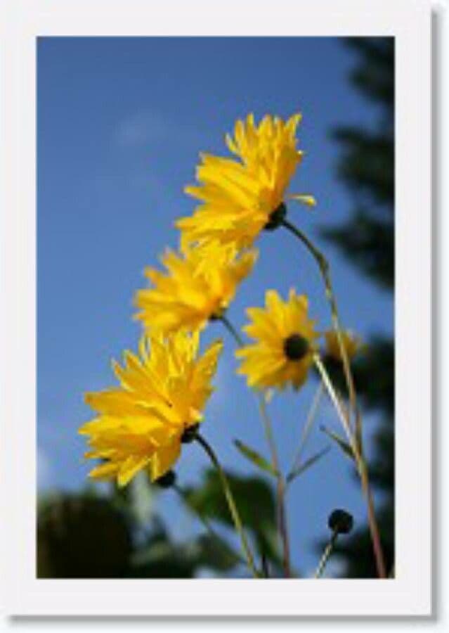 Dark-eyed sunflower 3