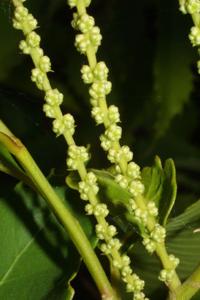 American chestnut 7