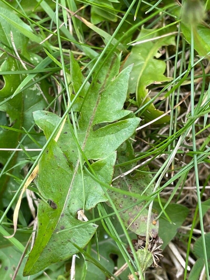 Hairy hawkbit 16