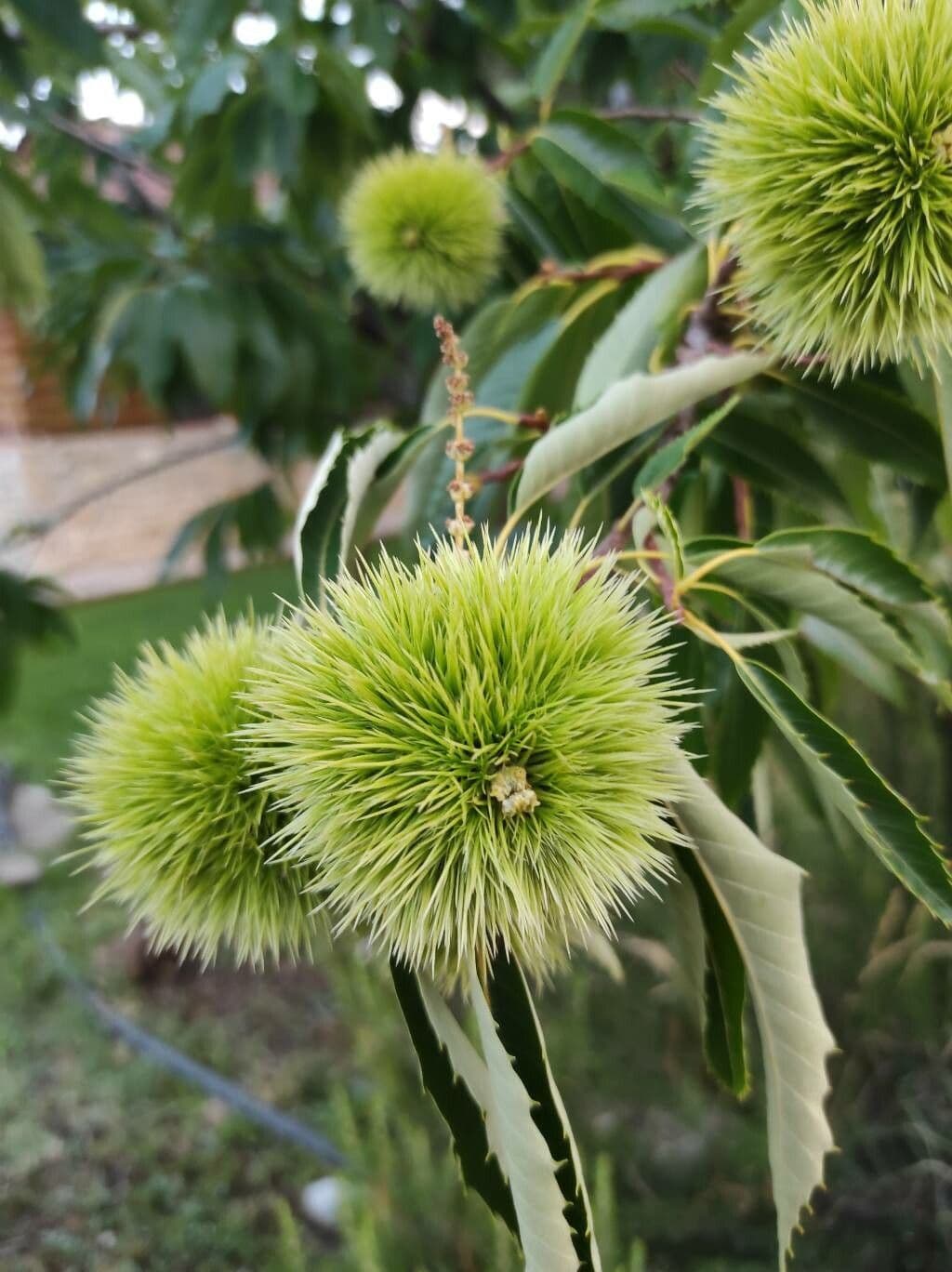 Japanese chestnut 9