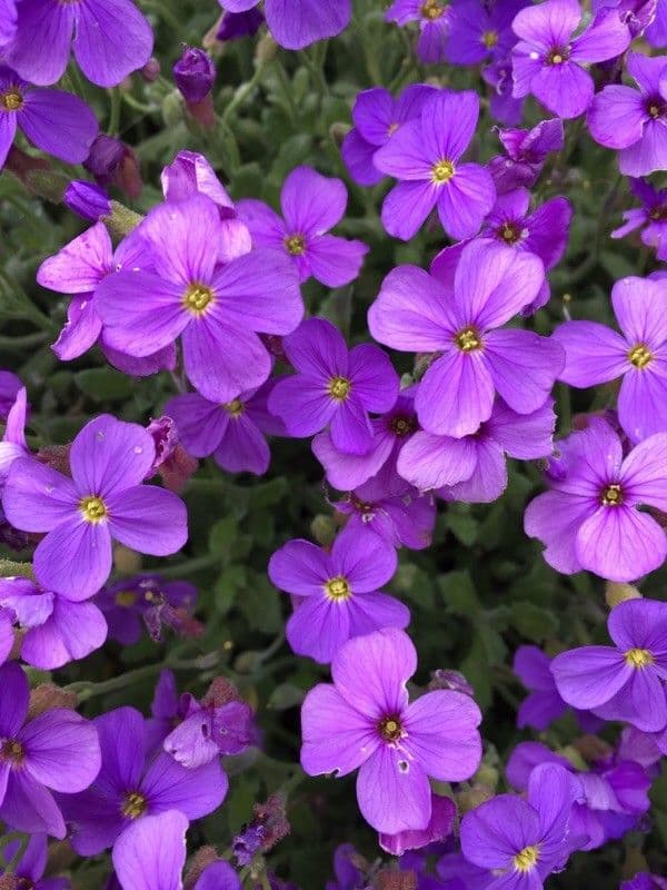Aubretia 7