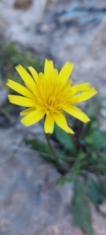 Hairy hawkbit 2
