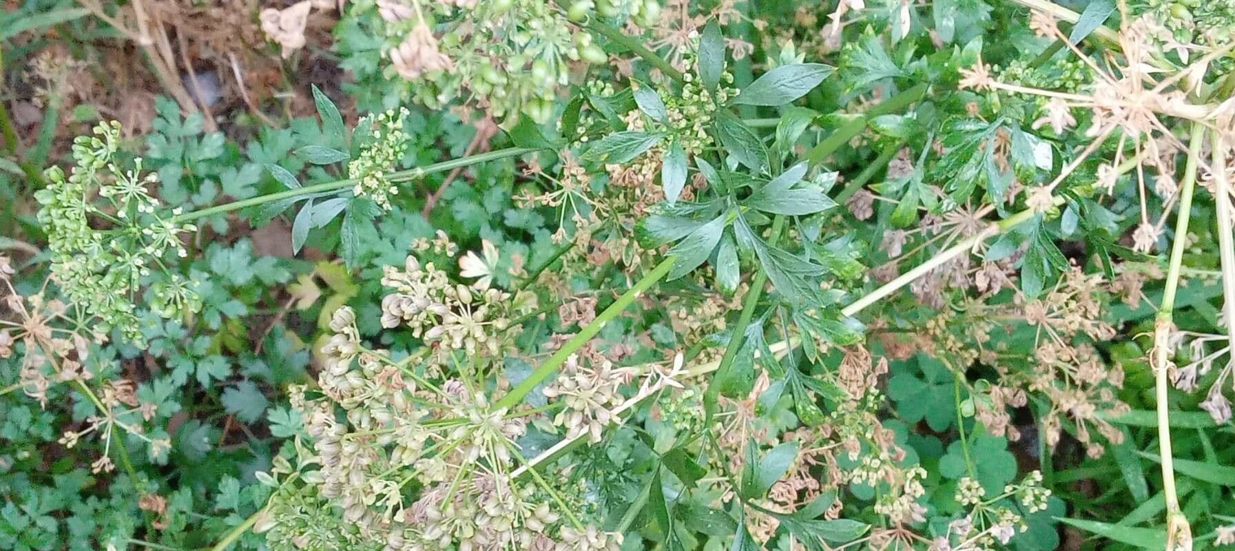 Garden parsley 15