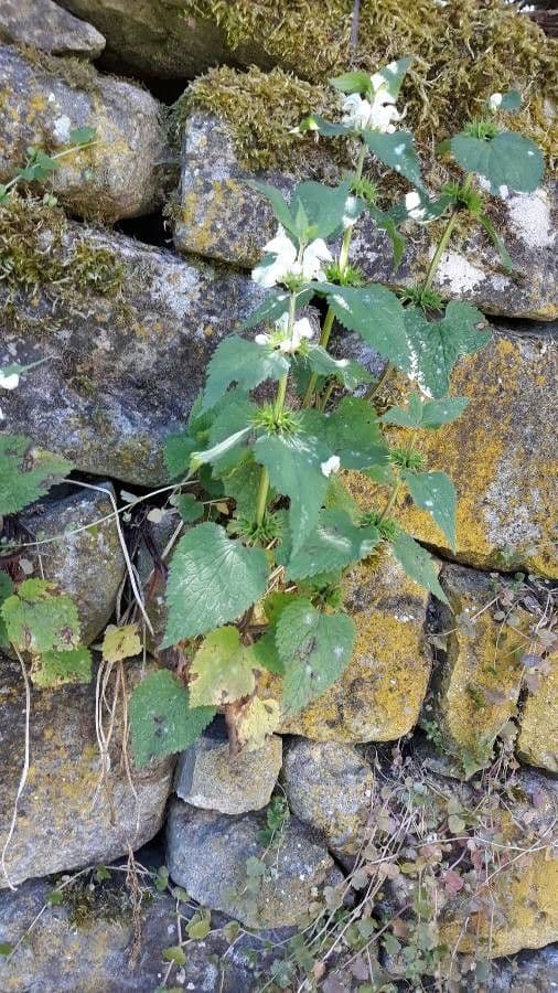 Deadnettle 8