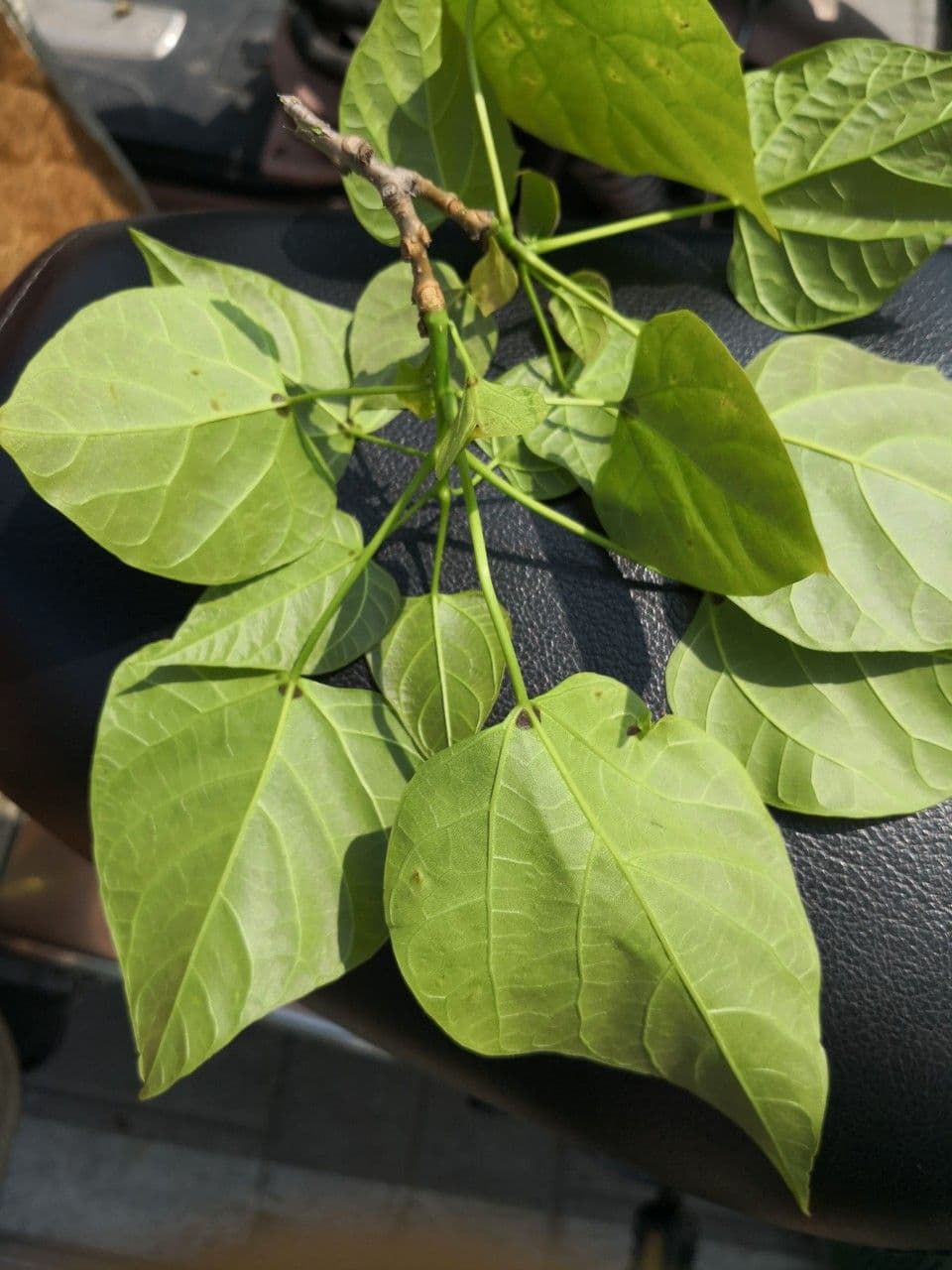 Manchurian catalpa 12