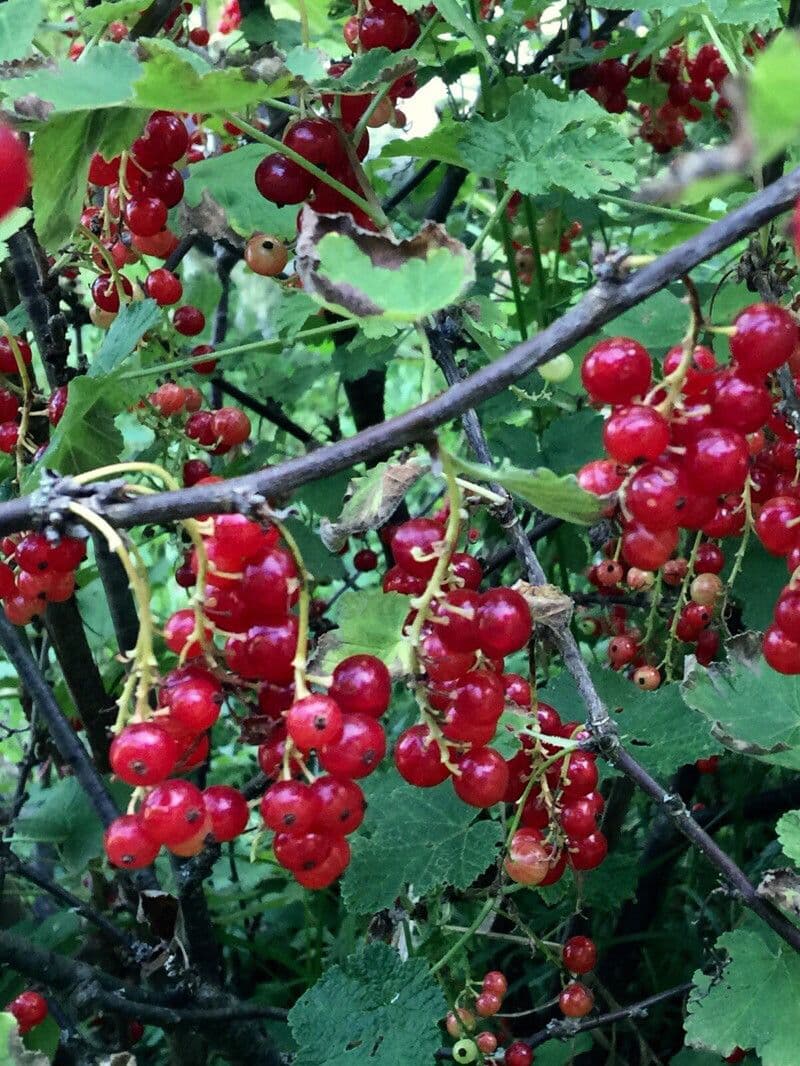 Garden currant 14