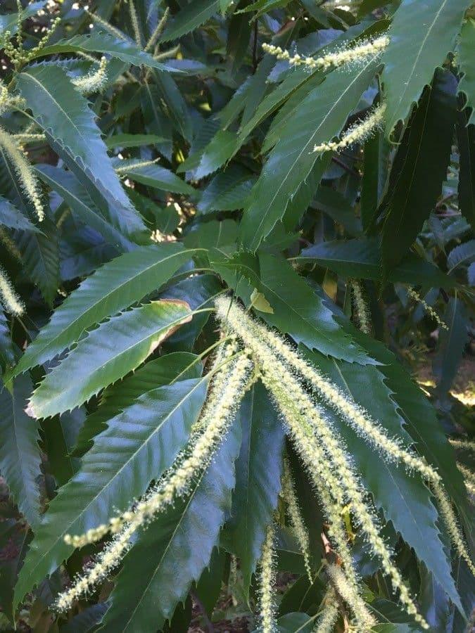 European chestnut 8