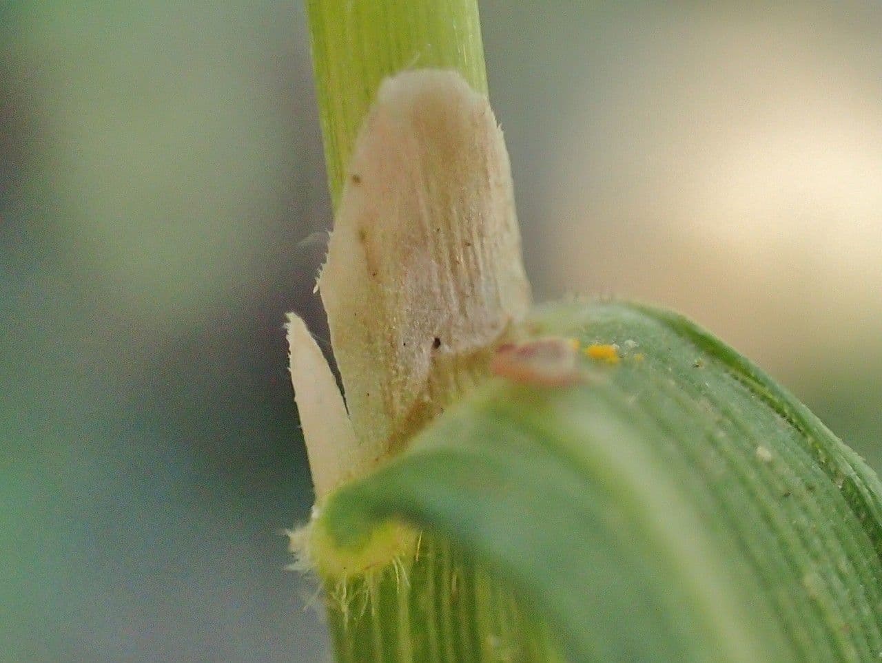 Needle grass