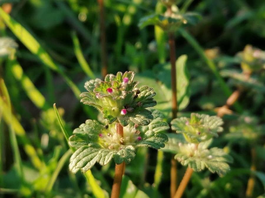 Henbit 29