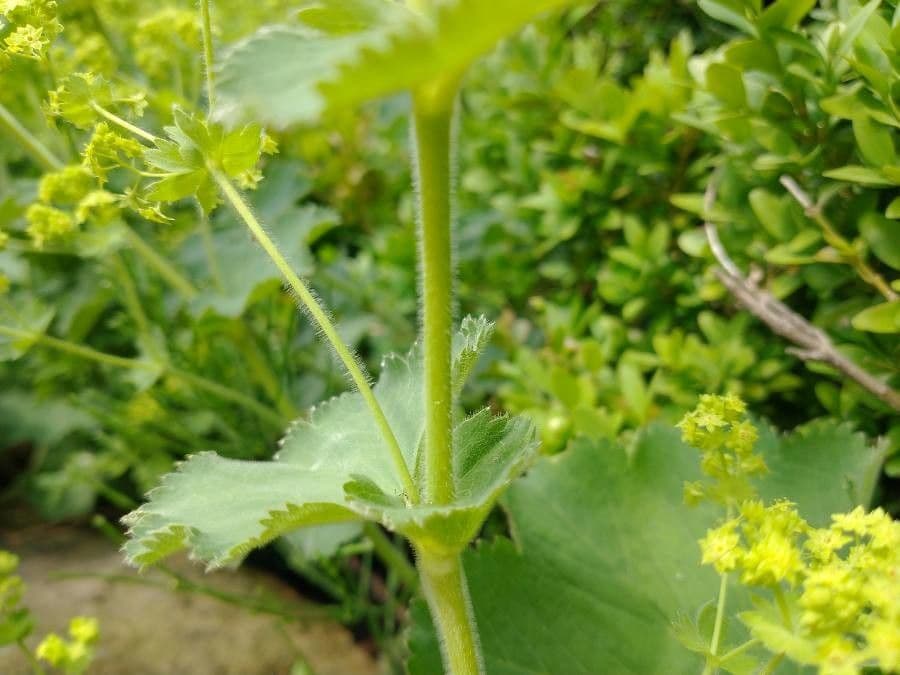 Garden lady's-mantle 23