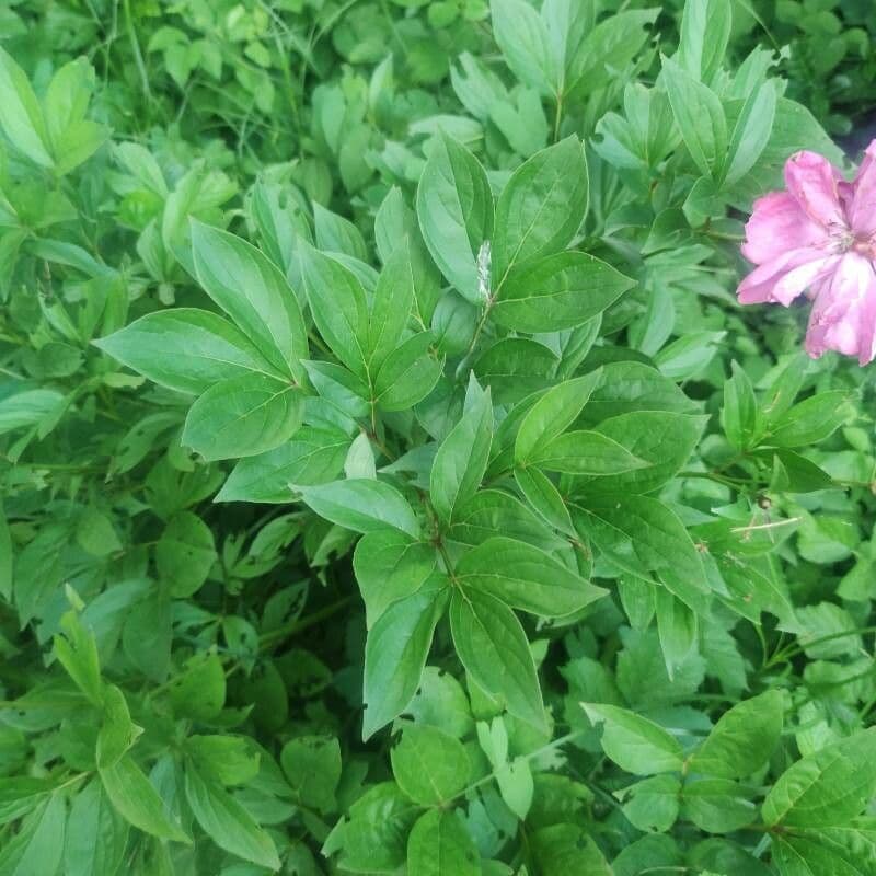 Common garden peony 17