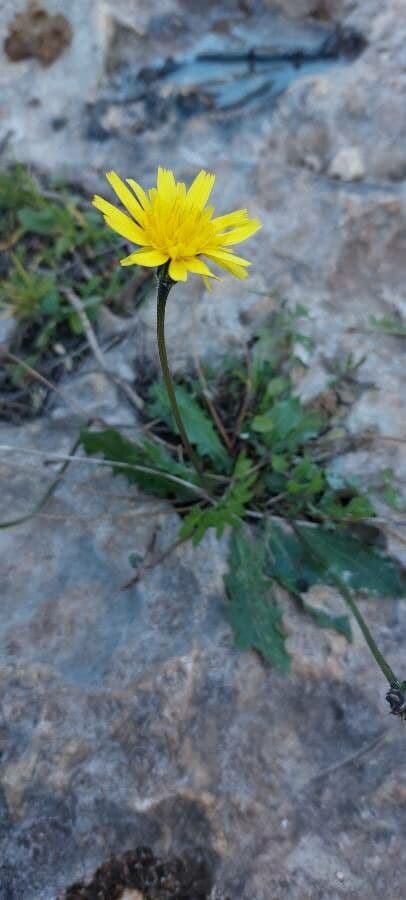 Hairy hawkbit 10