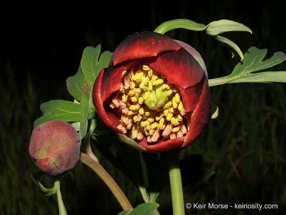 California peony 6
