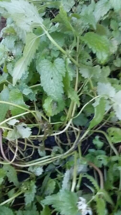 Deadnettle 11