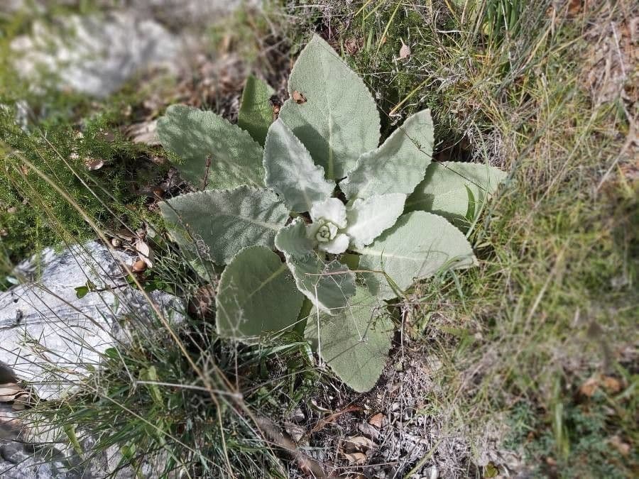 Dense-flower mullein 21