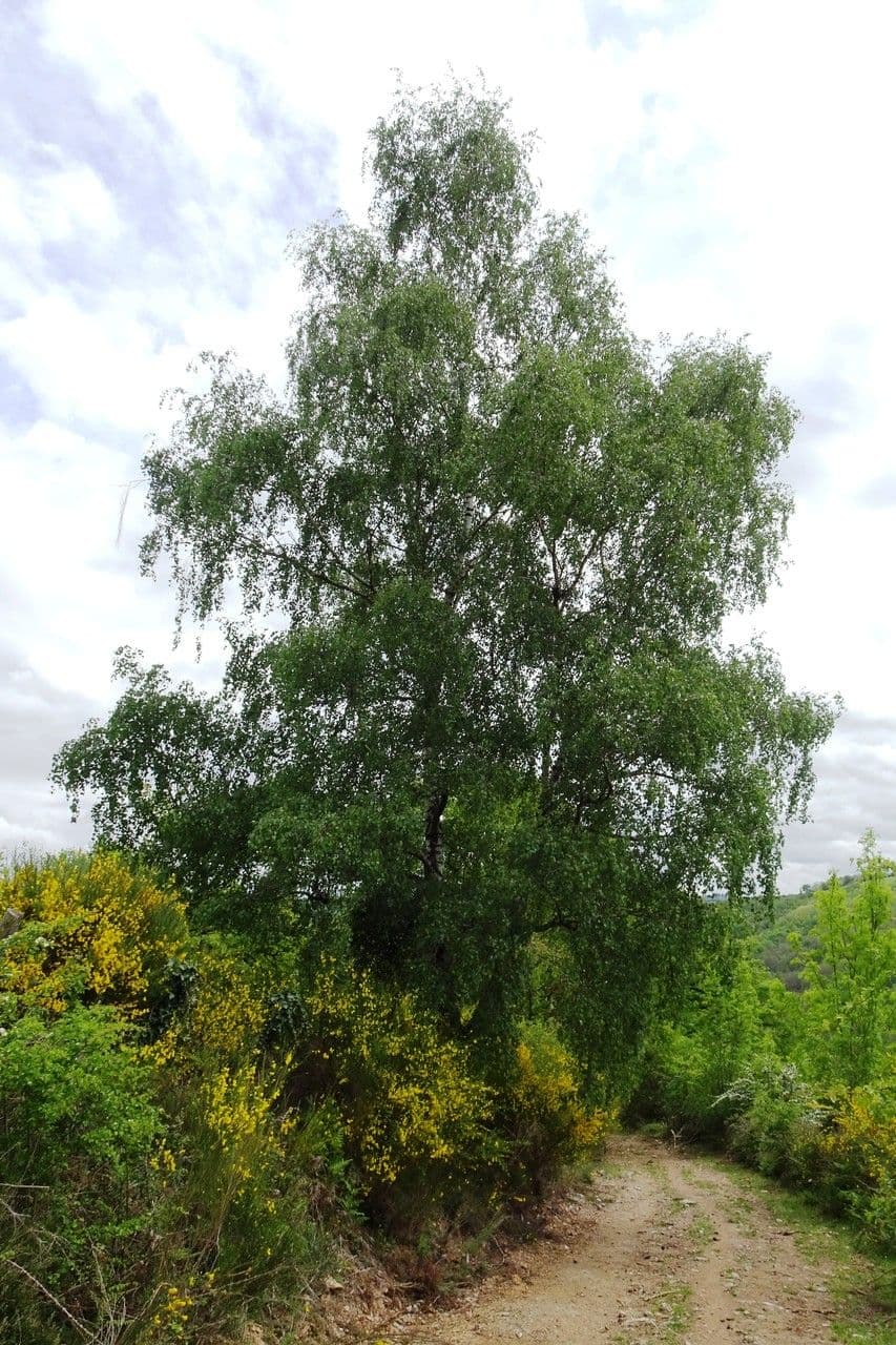 European white birch 12