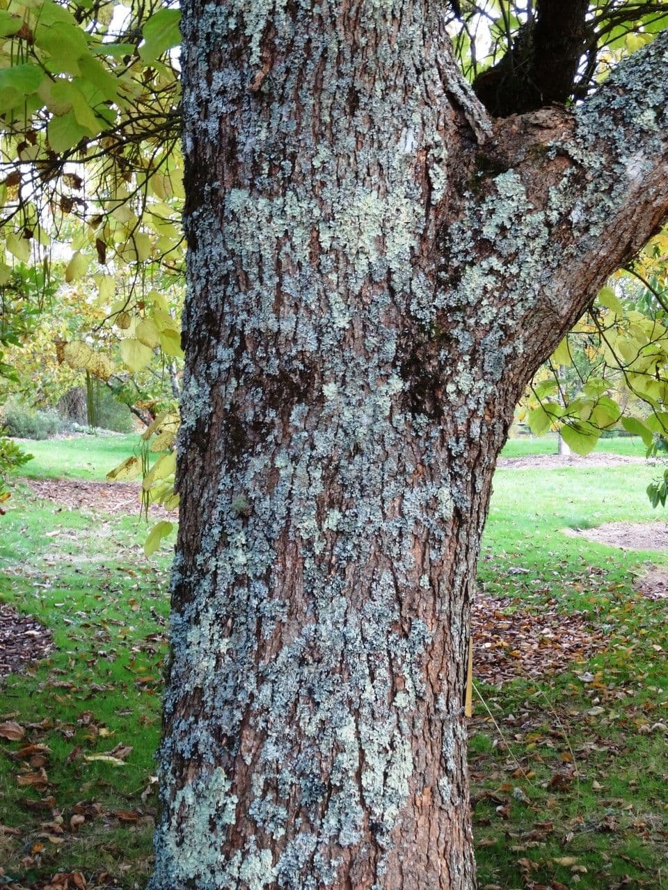Chinese catalpa 23