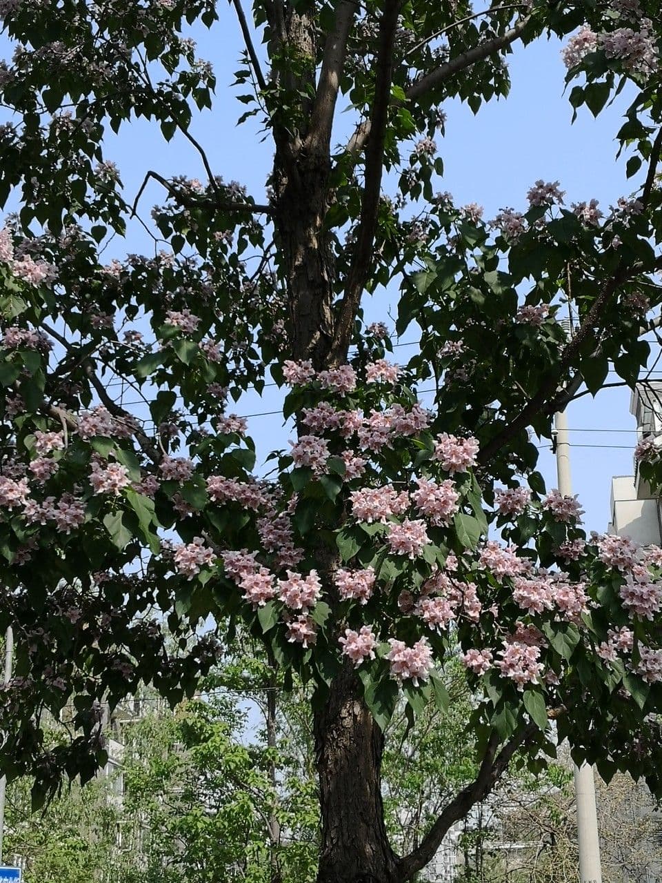 Manchurian catalpa 6